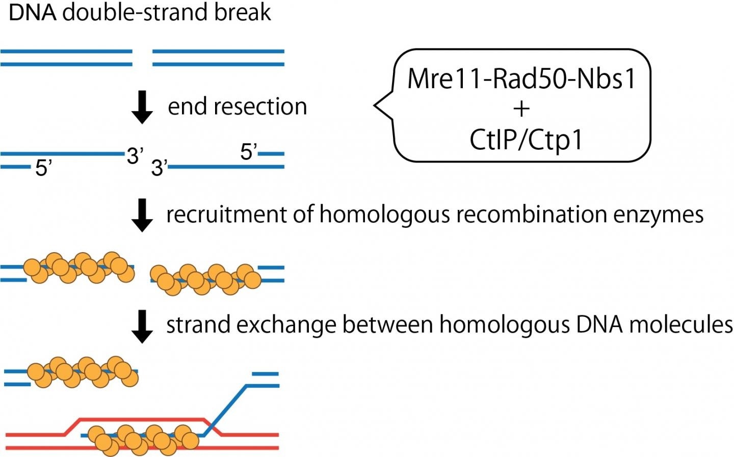 Study reveals mechanisms behind the activation of MRN complex