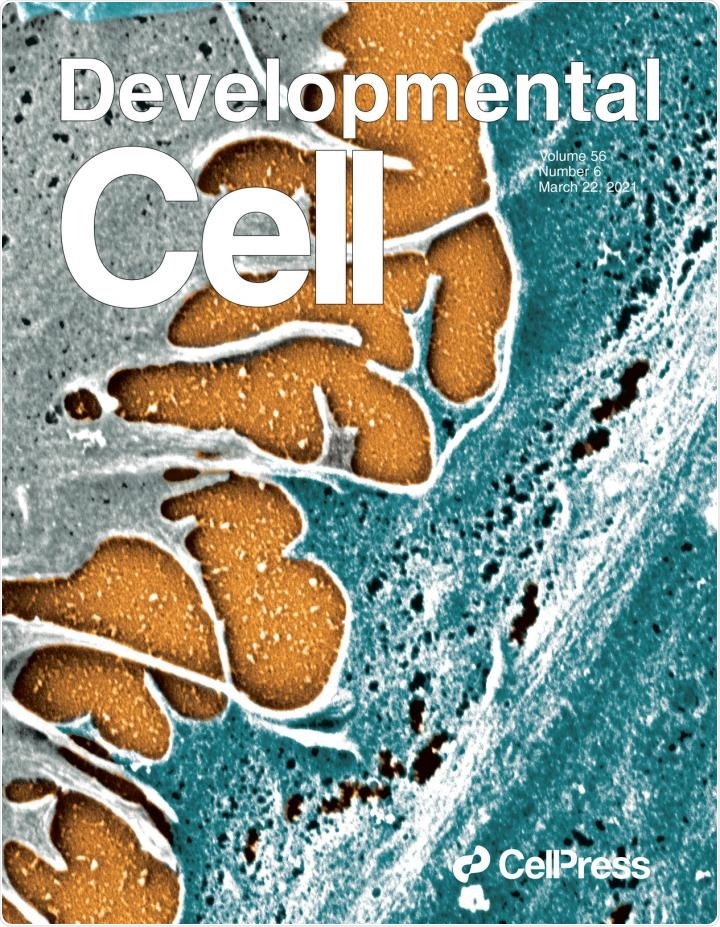 Strong cell-cell junctions preserve the quiescent properties of stem cells