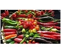 New chilli hybrids can have better disease resistance, boost productivity