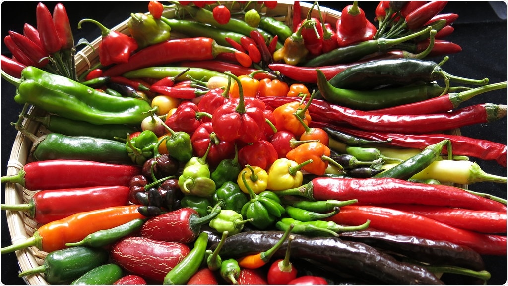 New chilli hybrids can have better disease resistance, boost productivity