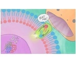 Study reveals molecular mechanisms involved in eliminating unwanted cells in the body