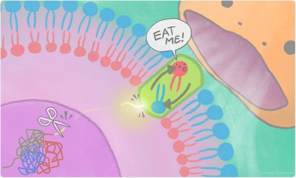 Study reveals molecular mechanisms involved in eliminating unwanted cells in the body