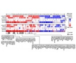 Promising drug targets identified for aggressive forms of cancers