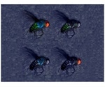 New gene-drive technologies can help control crop pests