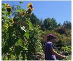 Evolutionary history of hosts can predict plants’ susceptibility to pathogens