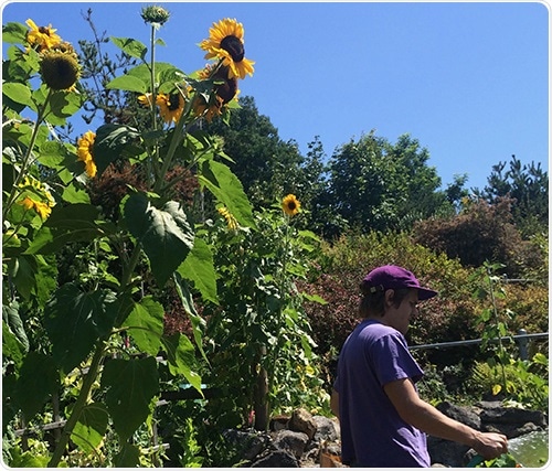 Evolutionary history of hosts can predict plants’ susceptibility to pathogens