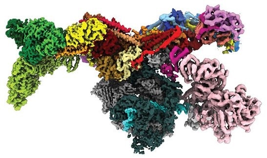 Cryogenic electron microscopy helps visualize 3D structure of complex responsible for gene regulation