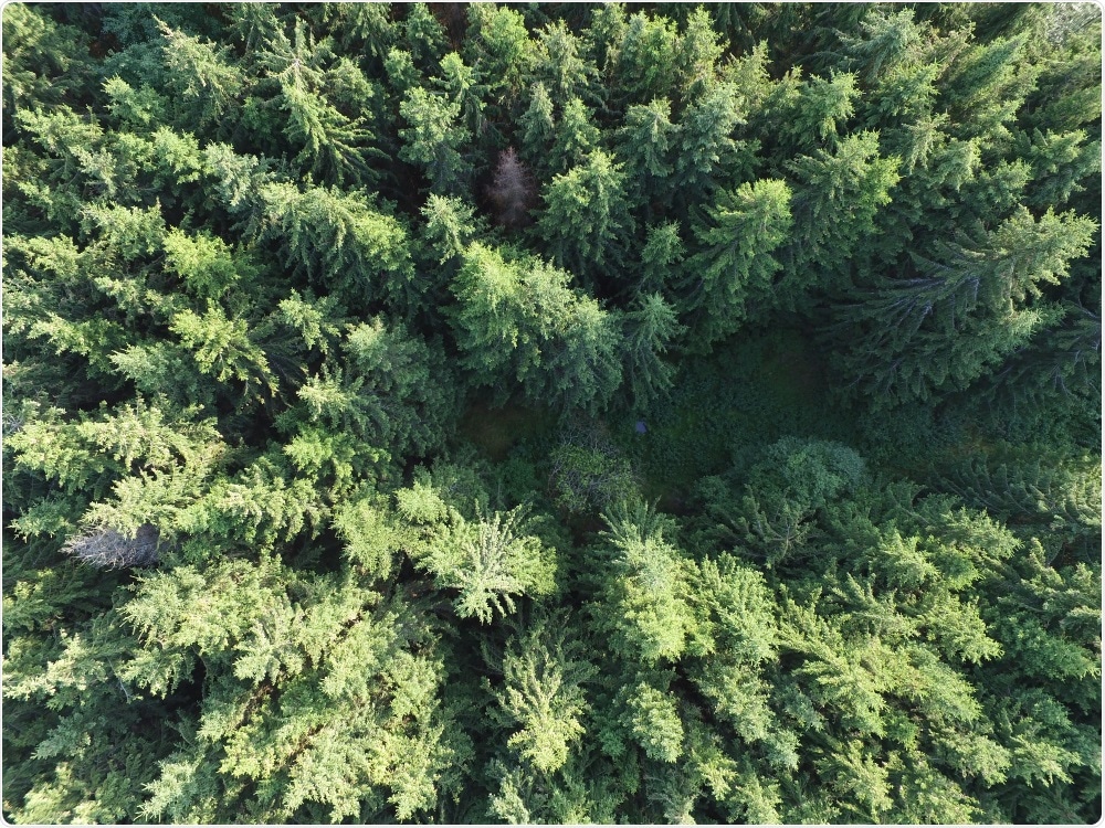 Forest Forest