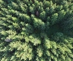 Link between forestry management and pesticides in aquatic species