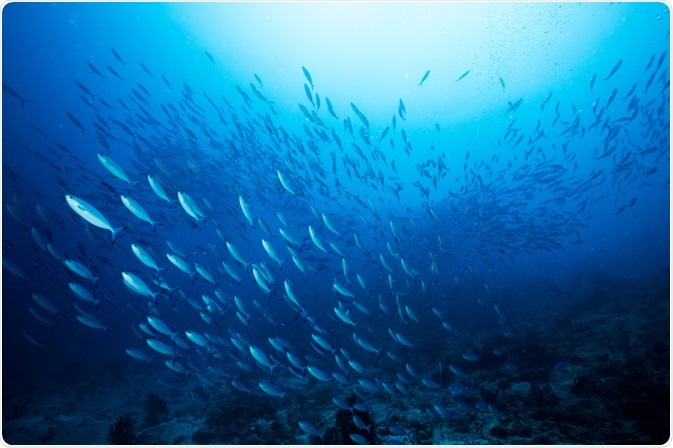 Fish Fish