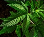 Cannabinoids and Antibiotic Resistance