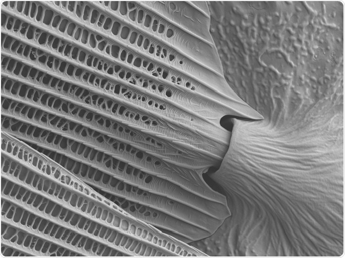 Butterfly Wing under SEM Butterfly Wing under SEM