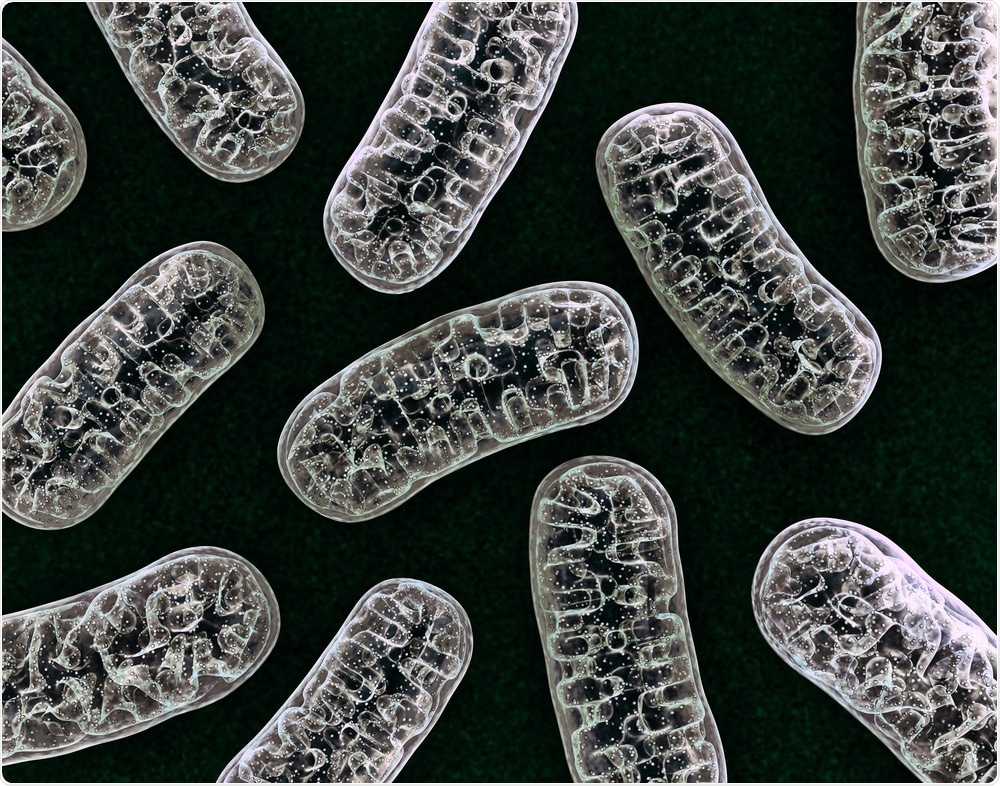 Mitochondria Mitochondria