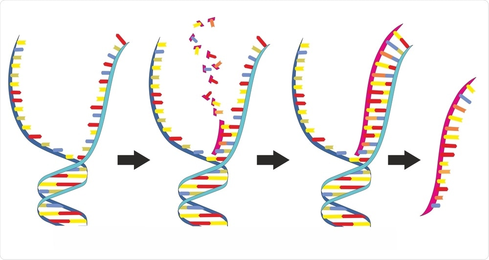DNA to RNA DNA to RNA