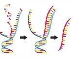 Study provides clues for designing more effective antiviral drugs