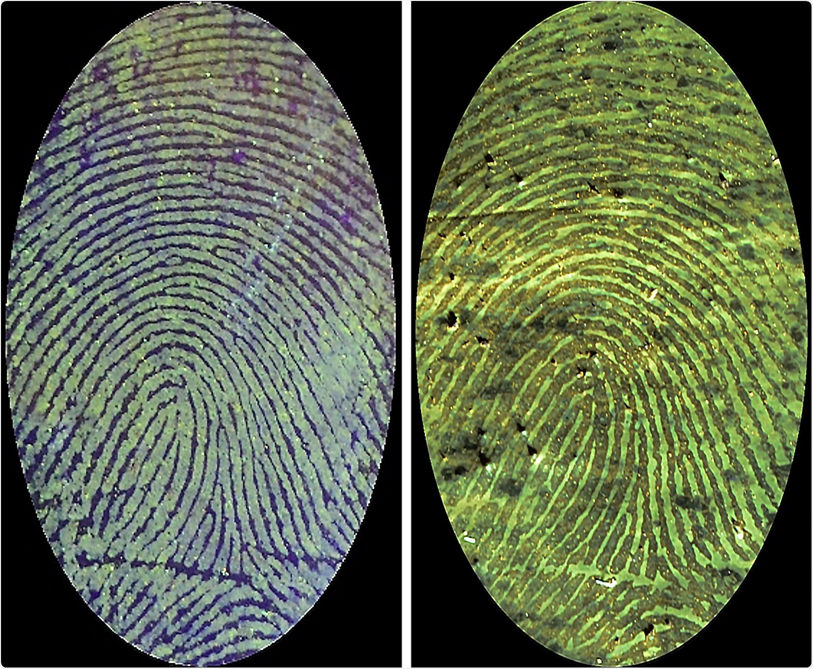 New fluorescent polymer binds to blood in fingerprint to create high-contrast images