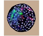 Growing chimeric embryos could offer new insights into developmental biology, evolution