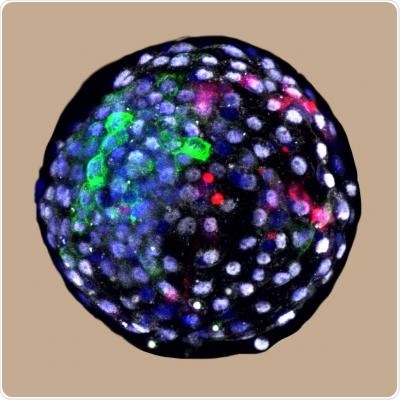 Growing chimeric embryos could offer new insights into developmental biology, evolution
