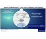 Study highlights the importance of autophagy in gene regulation