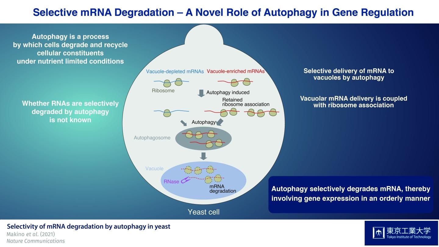 Study highlights the importance of autophagy in gene regulation
