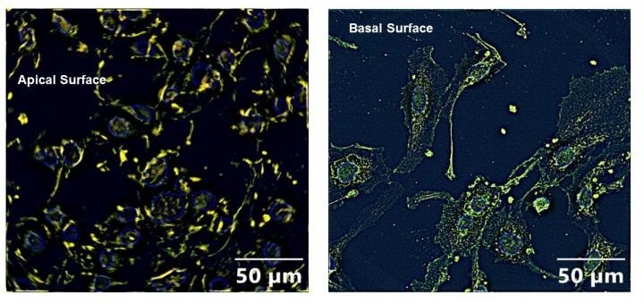 Study shows a possible link between pesticide exposure and increased COVID-19 susceptibility