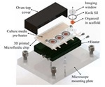 3D-printed system enables the growth of self-organizing brain tissue