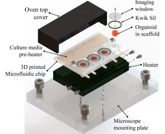 3D-printed system enables the growth of self-organizing brain tissue