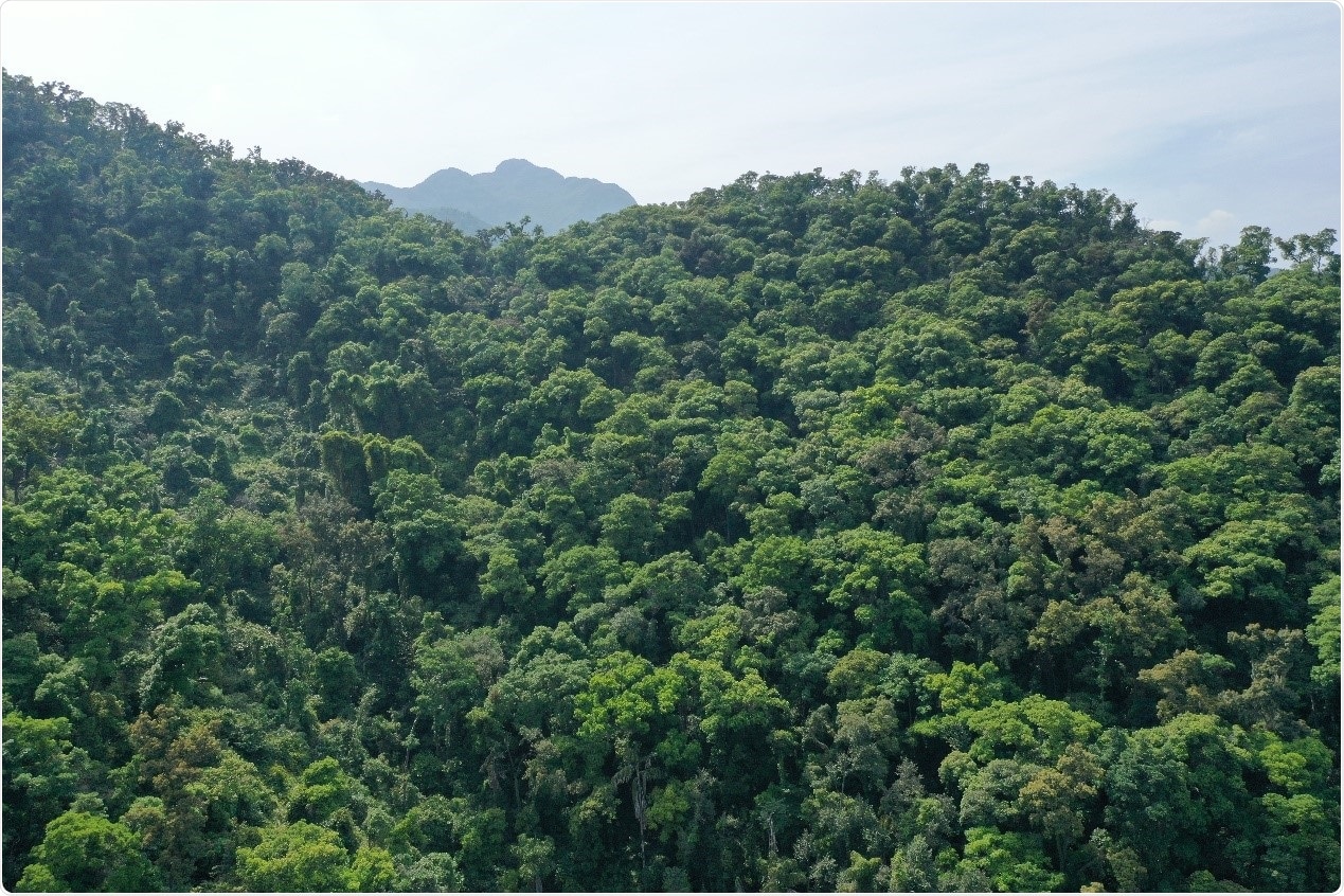 Tropical forests can capture CO2 into soils and reduce its emission