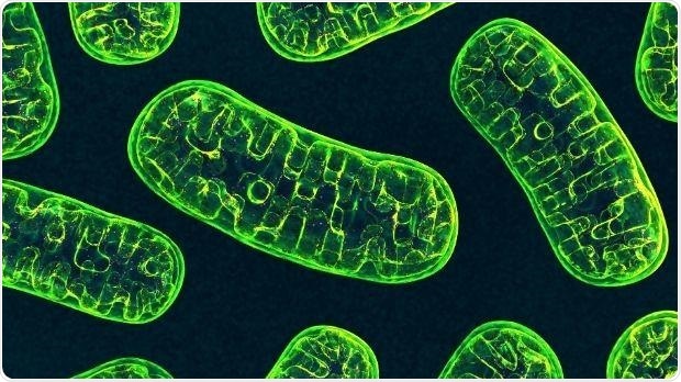 Mitochondrial DNA mutations reduce death risk in patients with bowel cancer
