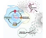 Novel, non-invasive biomarker test could help measure, track performance of senolytics