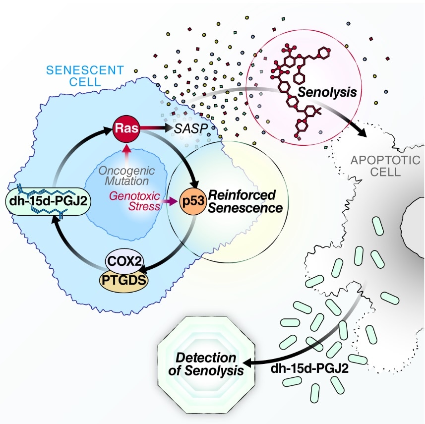 Novel, non-invasive biomarker test could help measure, track the performance of senolytics