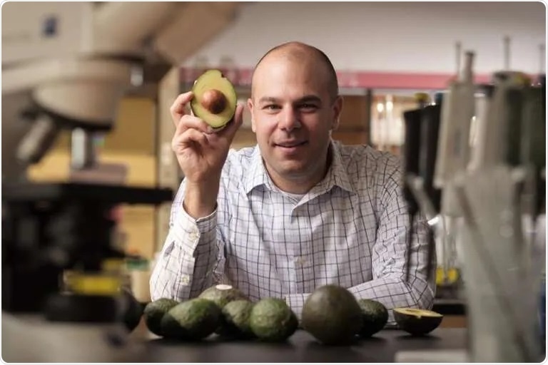 Study reveals a compound found in avocados helps in the treatment of leukemia