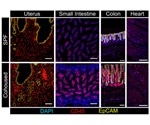 Study offers new ways to think about the immune system