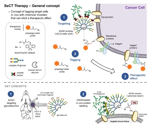Therapy using artificial metalloenzymes helps reduce tumor growth, finds study