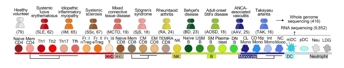 New genetic database maps how immune disorders evolve