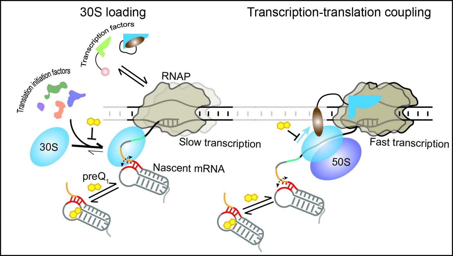 Study reveals RNA regulatory mechanisms within transcription-translation couplings