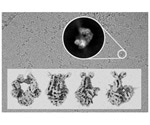 Study discovers how some proteins ensure repair of errors introduced during DNA replication