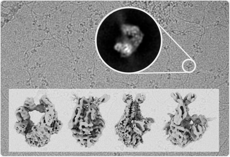 Study discovers how some proteins ensure repair of errors introduced during DNA replication