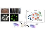 Novel device can help treat type I diabetes mellitus