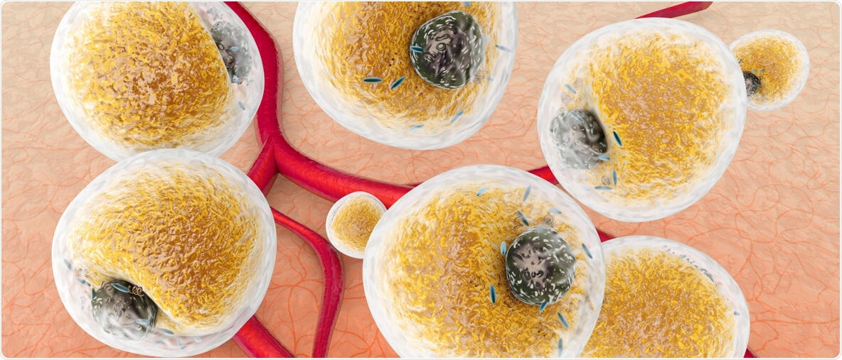 Obesity reduces mitochondrial gene expression in fat tissues