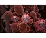 Low K777 concentrations inhibit cathepsin L and reduce SARS-CoV-2’s ability to infect host cell lines