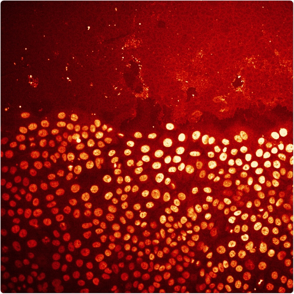 New tool enables non-experts to interpret microscopy images using AI