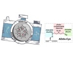 New chemical tool elucidates how proteins recognize and associate with one another