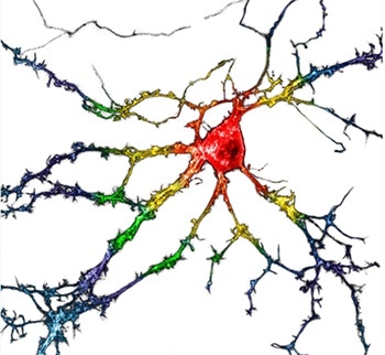 Genetically encoded sensor helps detect hallucinogenic substances