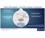 Study shows that autophagy plays a key role in messenger RNA degradation