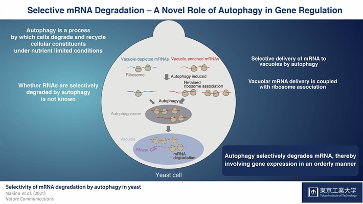 Study shows that autophagy plays a key role in messenger RNA degradation