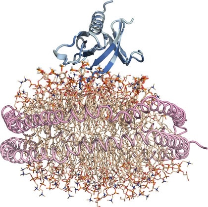 Study reveals key lipid-binding protein that contributes to cancer
