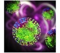 SARS-CoV-2 infection produces antibodies that can destroy infected cells
