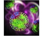 SARS-CoV-2 infection produces antibodies that can destroy infected cells