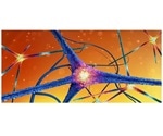 Dopamine-releasing brain cells shed light on Parkinson’s disease